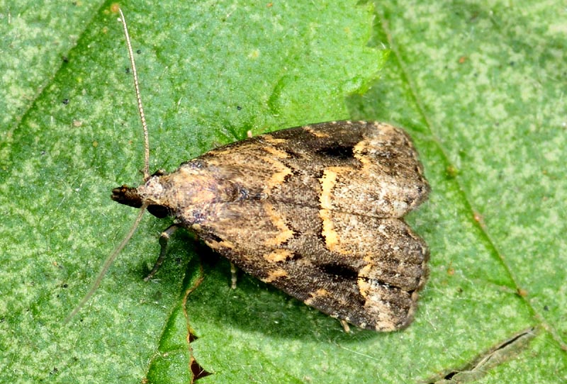 Erebidae - Schrankia costaestrigalis